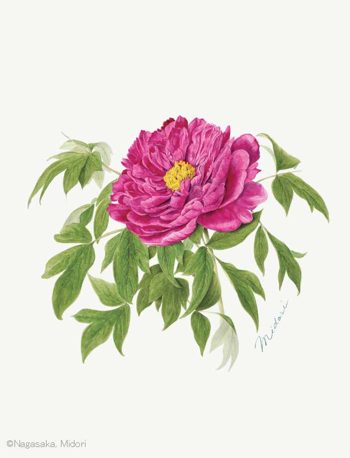 【長坂みどり：ボタン（栽培品種）（ボタン科） Paeonia suffruticosa cv.】