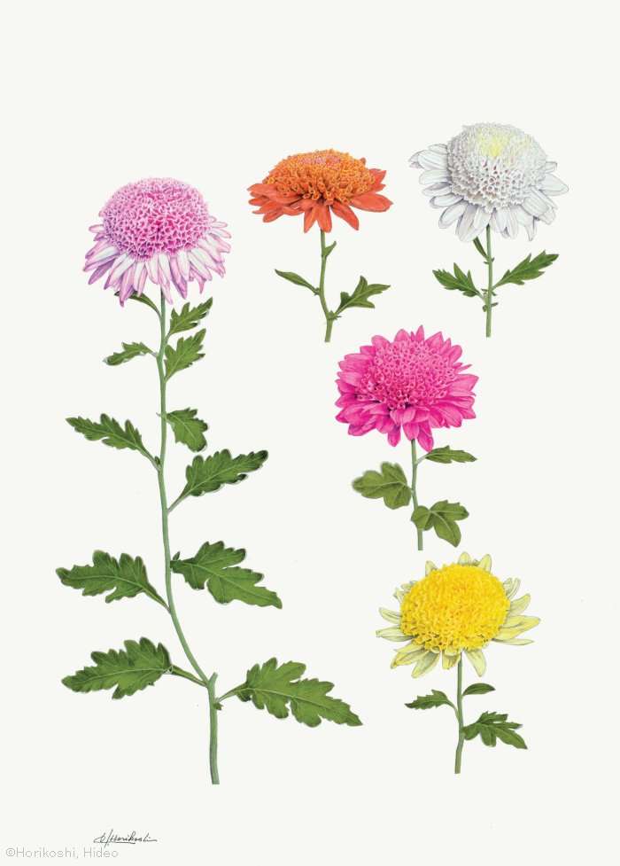 【堀越英雄:チョウジギク (キク科) Chrysanthemum ×morifolium cvs.】