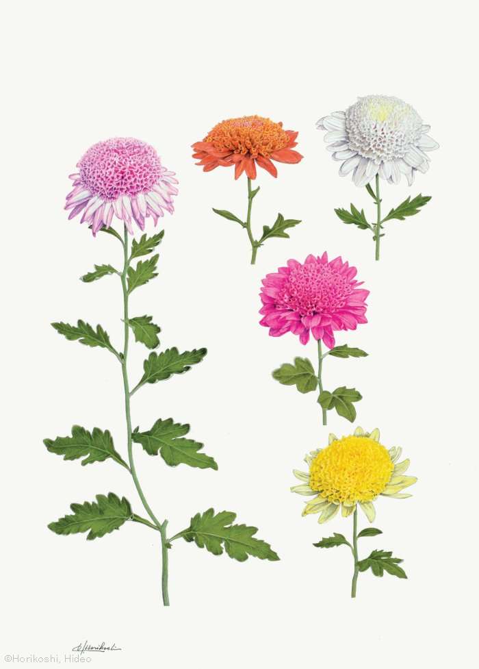 【堀越英雄：チョウジギク （キク科） Chrysanthemum ×morifolium cvs.】