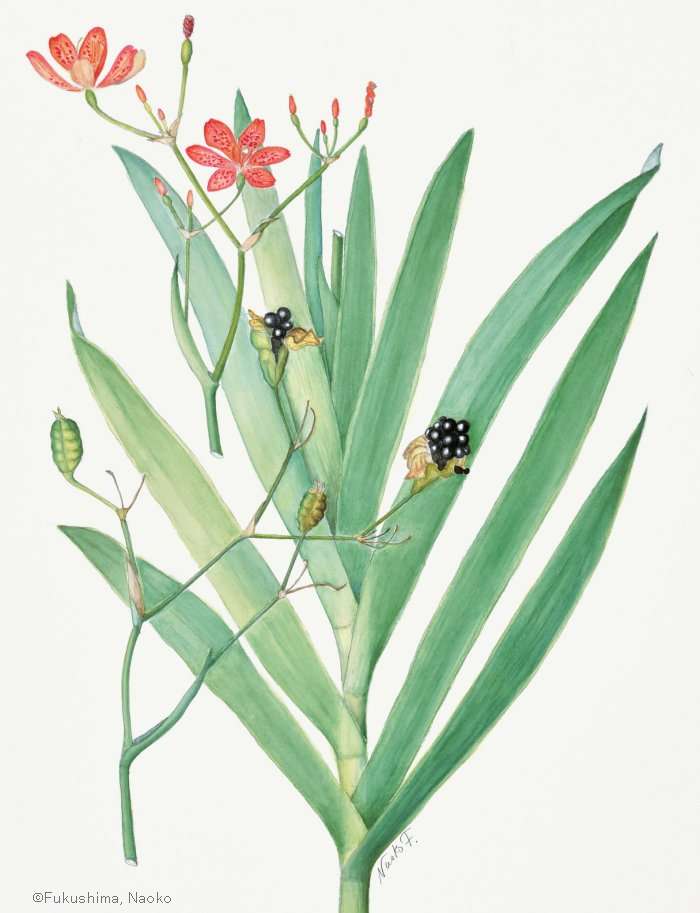 【福島南緒子:ダルマヒオウギ (アヤメ科) Iris domestica cv.】
