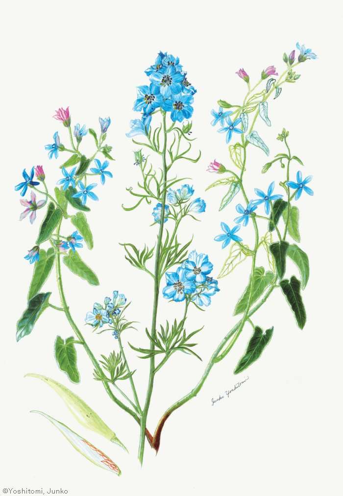 【吉富恂子：デルフィニウム、ルリトウワタ （キンポウゲ科、キョウチクトウ科）Delphinium cv., Oxypetalum caeruleum】