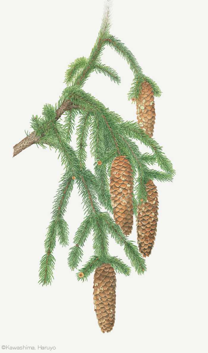 【川島治代：ドイツトウヒ （マツ科） Picea abies】