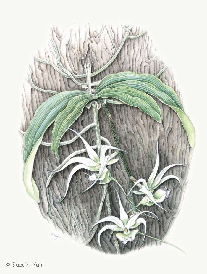 【鈴木裕美:エラサンテ アンリツィ (ラン科) Erasanthe henrici 】