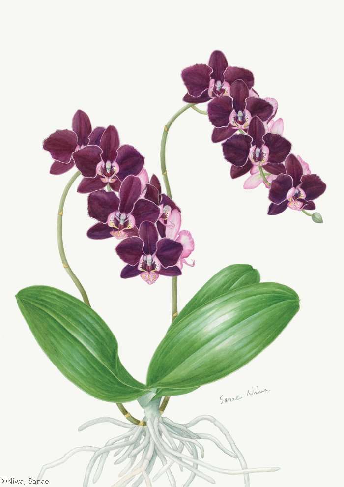 【丹羽早苗：ファラエノプシス タイダ パール （ラン科）Phalaenopsis Taida Pearl】