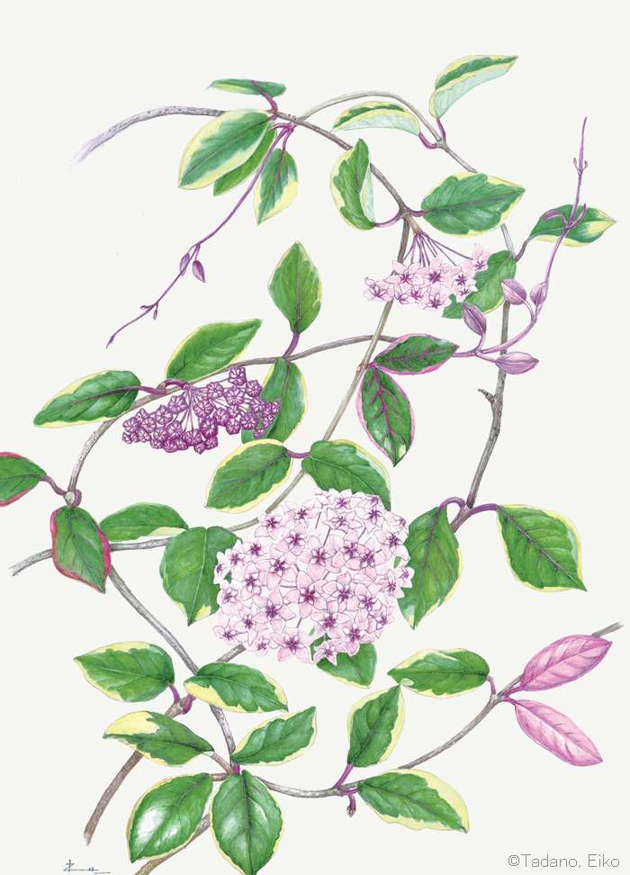 【多田野英子：フイリサクララン （キョウチクトウ科） Hoya carnosa f. variegata】
