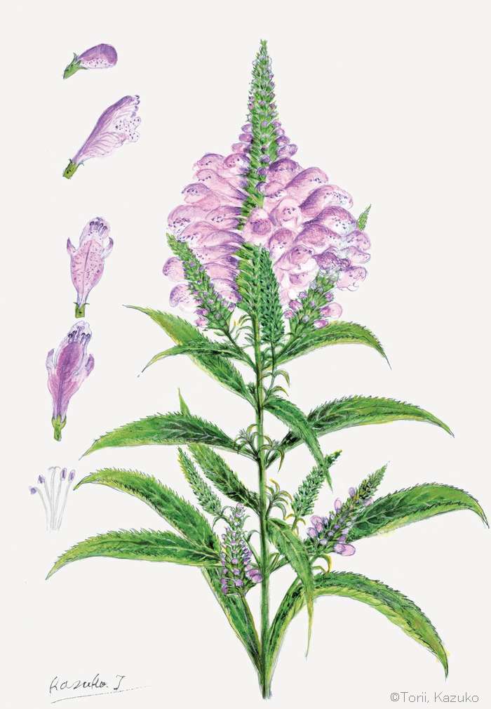 【鳥井和子:ハナトラノオ (シソ科) Physostegia virginiana】