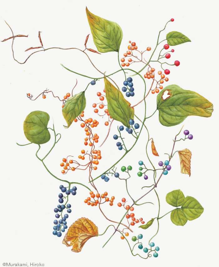 【村上広子：林のへりのつる植物（アオツヅラフジ、ヘクソカズラ、ノブドウ、ヤブマメ、ヒヨドリジョウゴ）（ツヅラフジ科、アカネ科、ブドウ科、マメ科、ナス科）Cocculus trilobus, Paederia foetida, Ampelopsis glandulosa var. heterophylla, Amphicarpaea edgeworthii, Solanum lyratum 】
