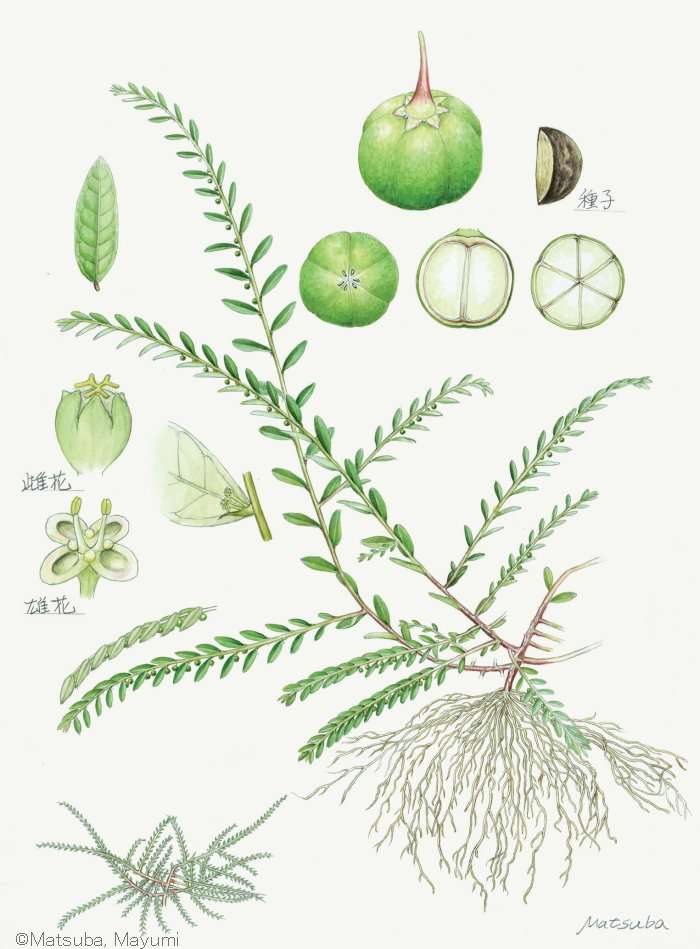 【松葉まゆみ:ヒメミカンソウ (コミカンソウ科) Phyllanthus ussuriensis】