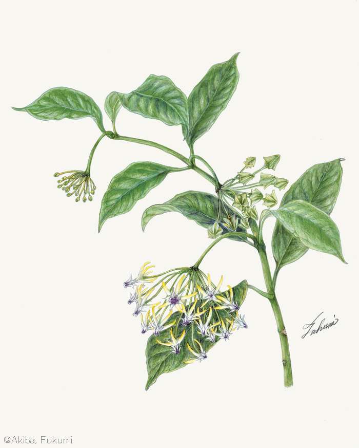 【秋葉馥美：ホヤ ムルティフロラ（キョウチクトウ科） Hoya multiflora】