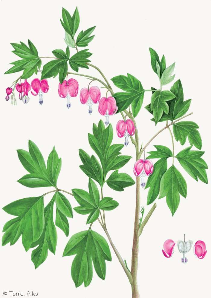 【丹尾愛子：ケマンソウ （ケシ科）    Lamprocapnos spectabilis  】