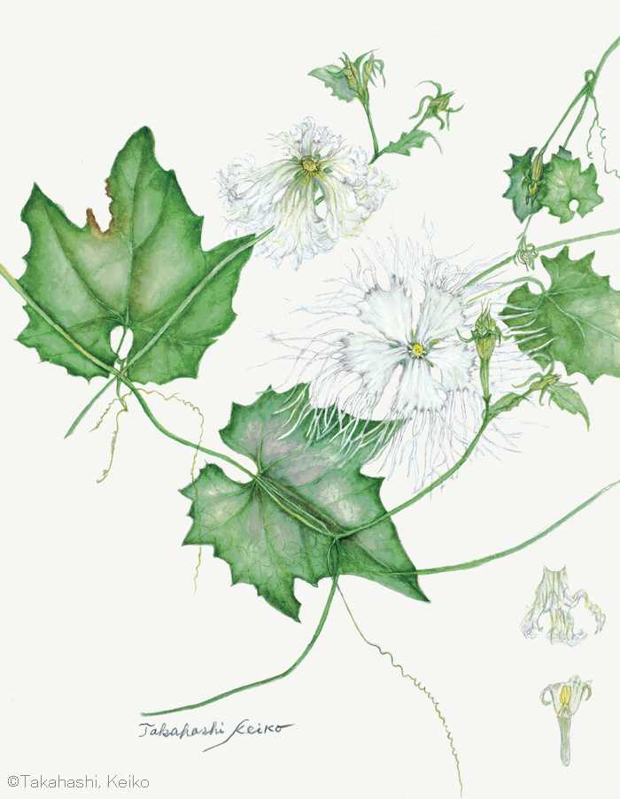 【高橋馨子：キカラスウリ （ウリ科） Trichosanthes kililowii var. japonica】