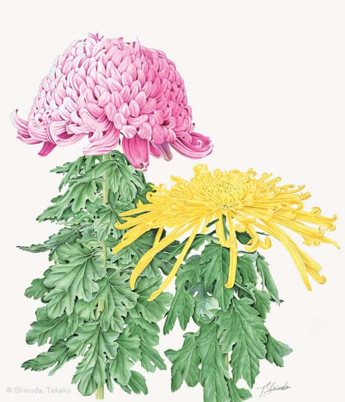 【篠田孝子:キク (キク科) Chrysanthemum × morifolium cvs.】