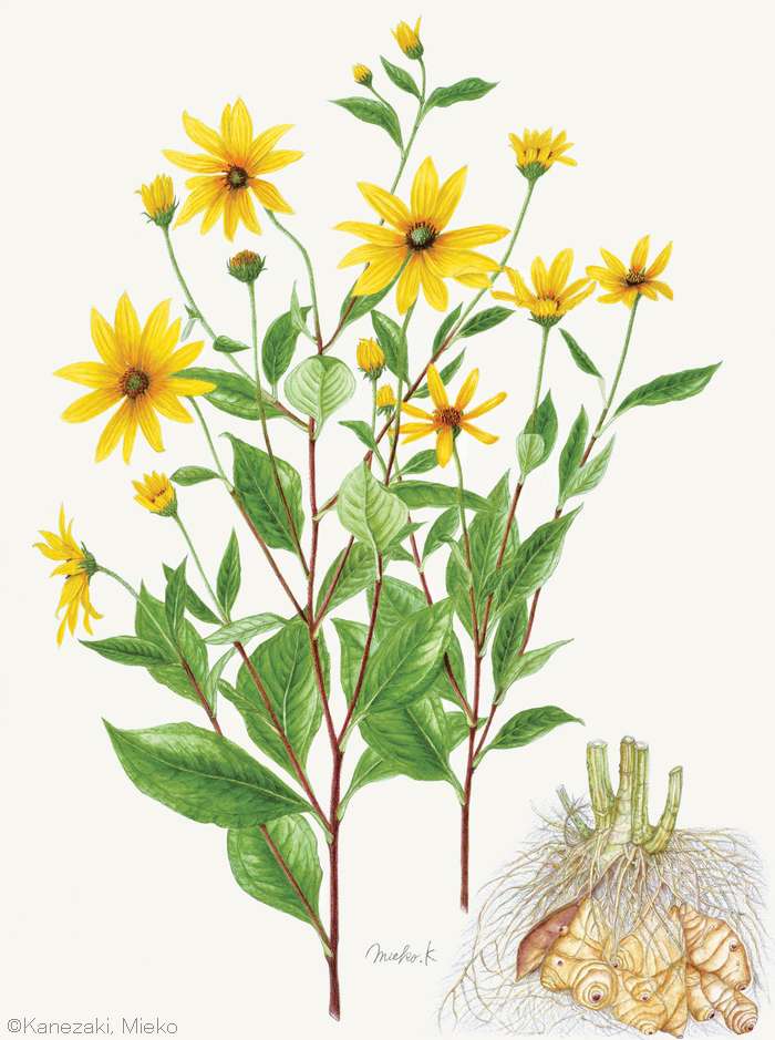 【金﨑美恵子：キクイモ （キク科） Helianthus tuberosus】