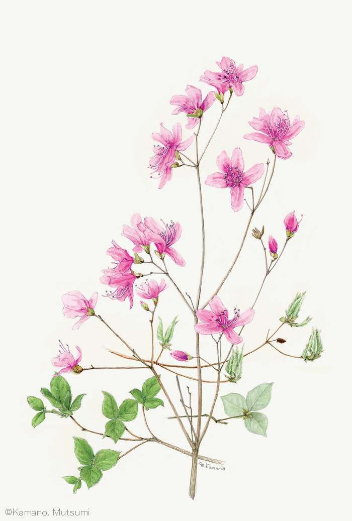 【鎌野睦：コバノミツバツツジ （ツツジ科） Rhododendron reticulatum】
