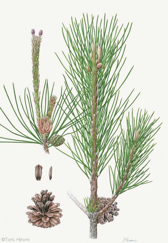 【鳥居ひろみ：クロマツ （マツ科） Pinus thunbergii】