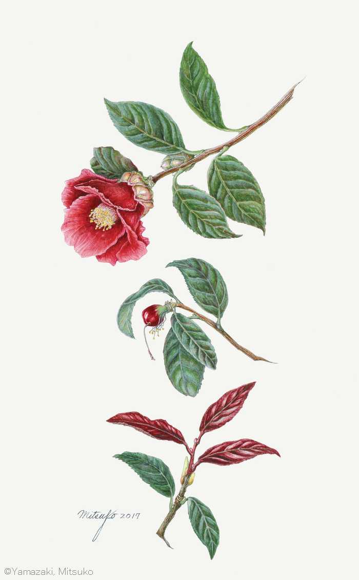 【山﨑光子：黒椿 （ツバキ科） Camellia japonica ‘Kuro-tsubaki’】