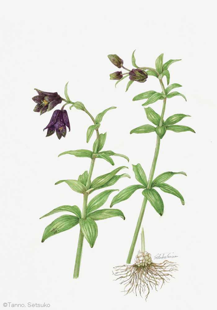 【丹野節子：クロユリ（ユリ科） Fritillaria camschatcensis】