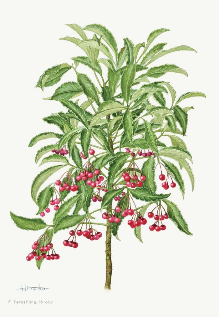 【寺島宏子：マンリョウ （サクラソウ科） Ardisia crenata】