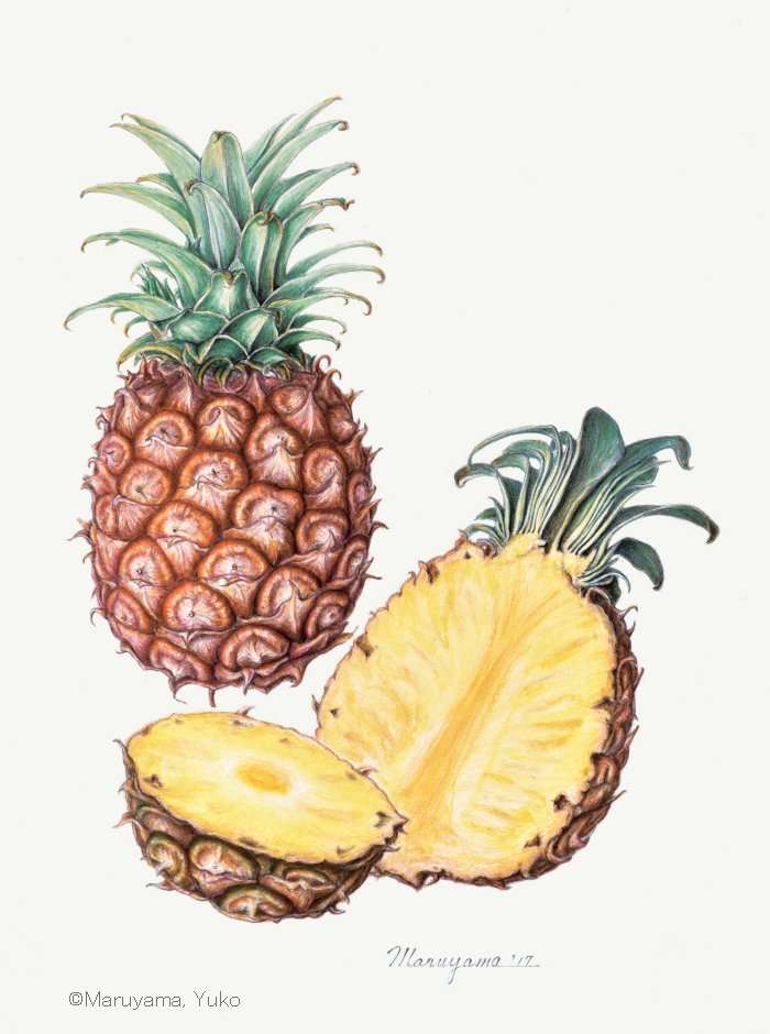 【丸山裕子：パイナップル （パイナップル科） Ananas comosus】