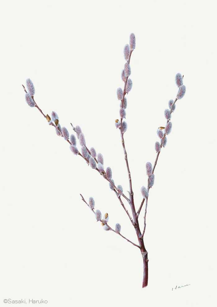 【佐々木治子：ネコヤナギ （ヤナギ科） Salix gracilistyla var. gracilistyla】