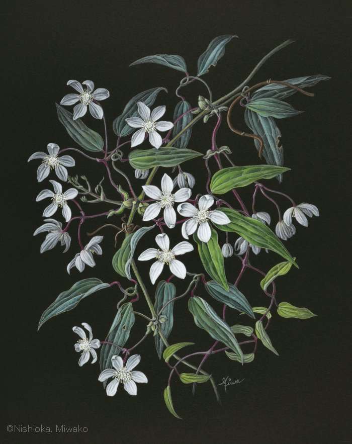 【西岡美和子：クレマチス アルマンディイ （キンポウゲ科） Clematis armandii】