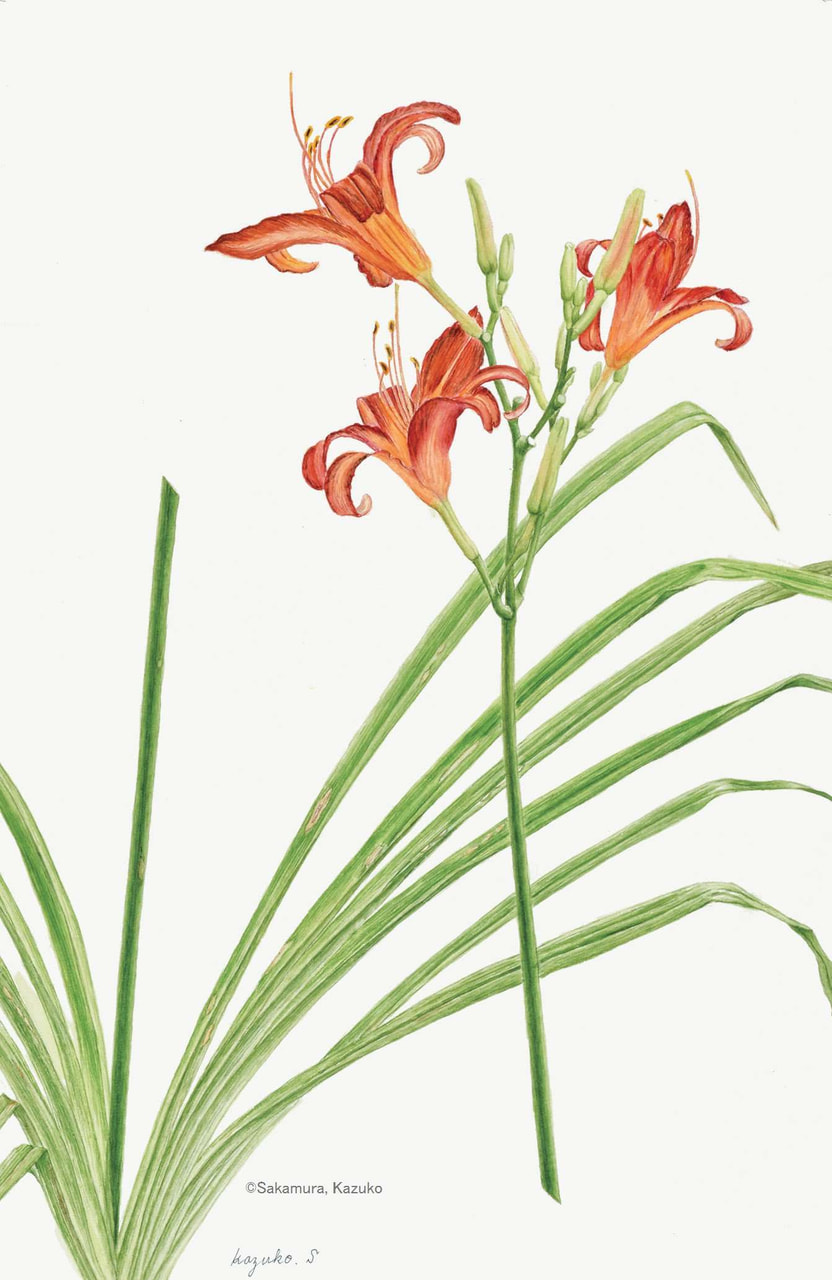 【坂村和子:ノカンゾウ (ワスレグサ科) Hemerocallis fulva var.disticha】