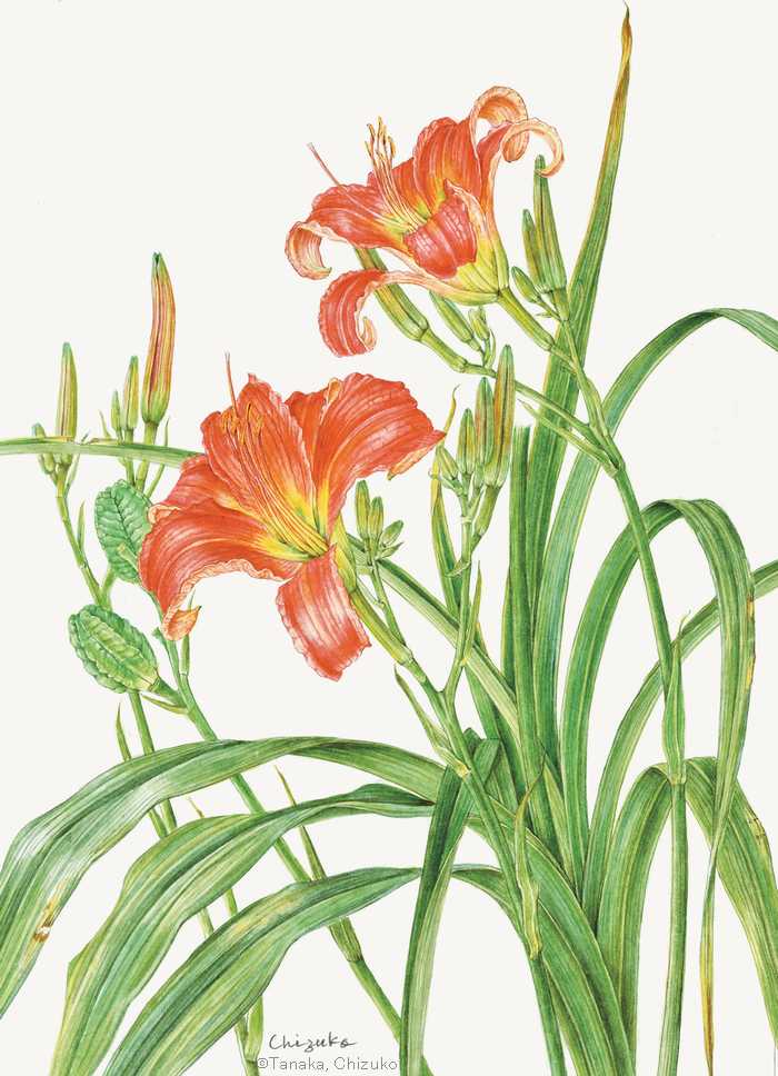 【田中千壽子:ノカンゾウ (ワスレグサ科)Hemerocallis fulva var. disticha】