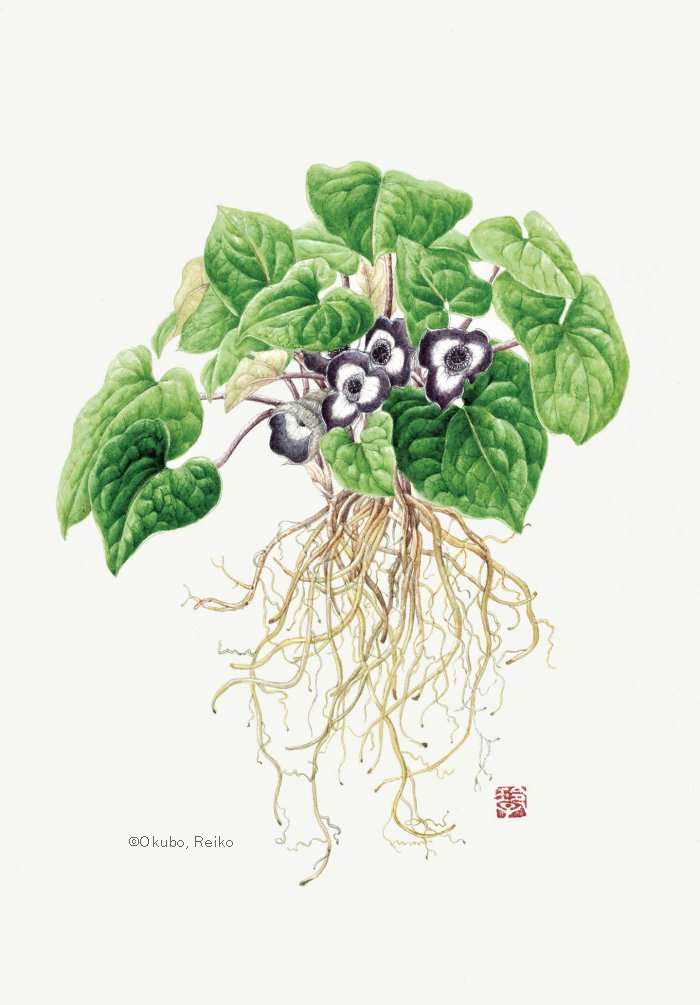 【大久保玲子:パンダカンアオイ (ウマノスズクサ科)Asarum maximum】