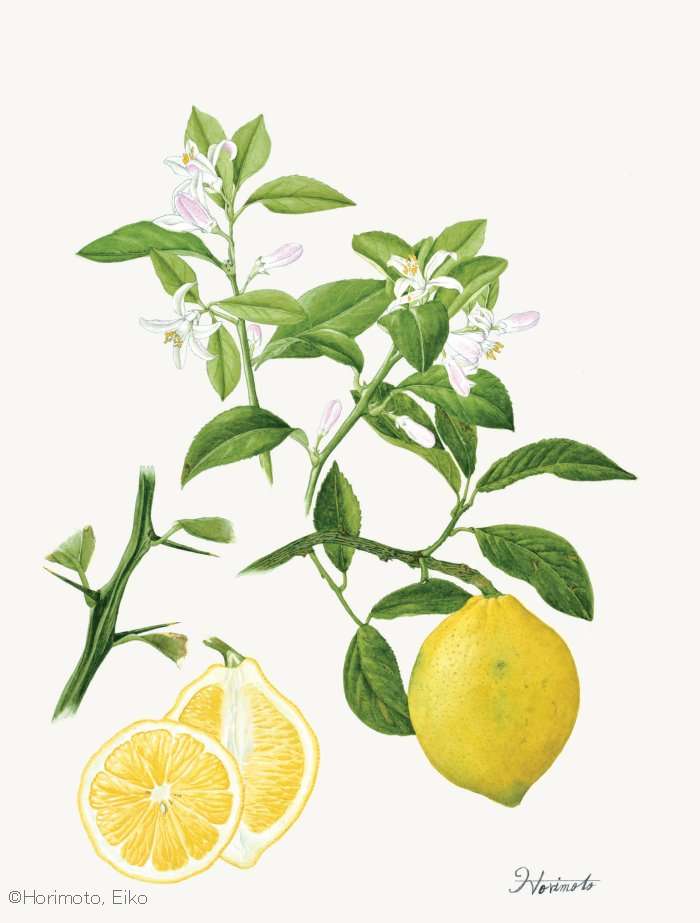 【堀本栄子：レモン （ミカン科）　Citrus limon　】