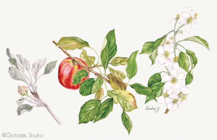 【後藤田郁子:リンゴ属の栽培品種(バラ科)Malus cv.】
