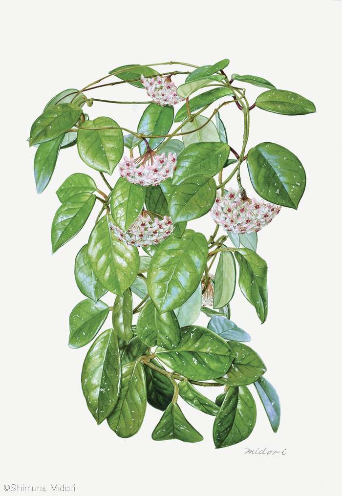 【志村みどり:サクララン (キョウチクトウ科) Hoya carnosa】
