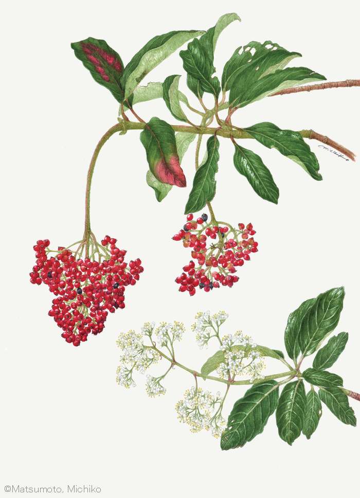 【松本美智子：サンゴジュ （ガマズミ科） Viburnum odoratissimum var. awabuki】