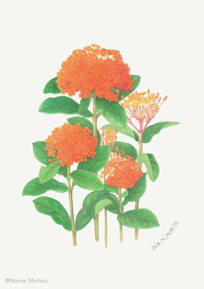 【森田美智子：サンタンカ （アカネ科） Ixora chinensis】