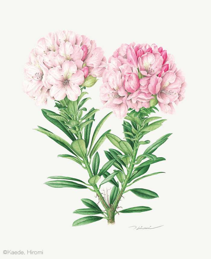 【楓ひろみ：セイヨウシャクナゲ ‘モーニング マジック’ （ツツジ科） Rhododendron ‘Morning Magic’】