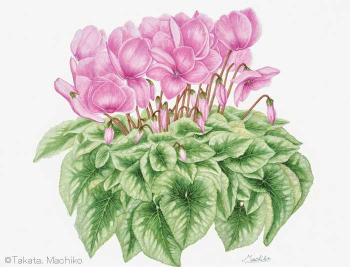 【髙田眞智子:シクラメン (サクラソウ科) Cyclamen persicum cv.】
