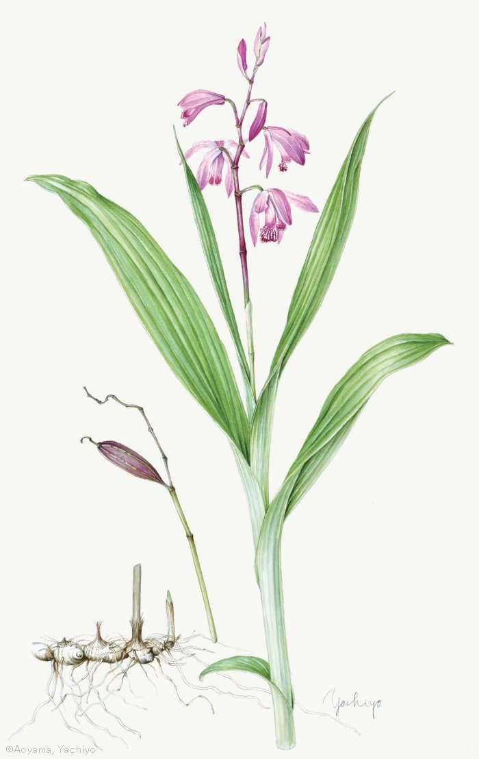 【青山八千代：シラン （ラン科）Bletilla striata】