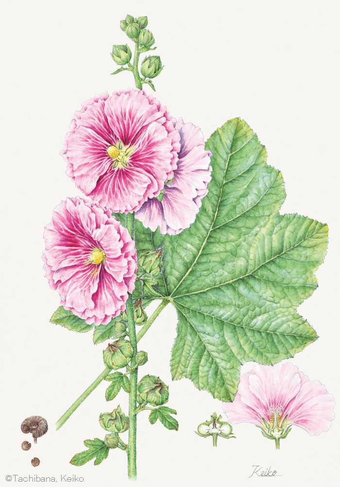 【立花惠子:タチアオイ (アオイ科) Alcea rosea】