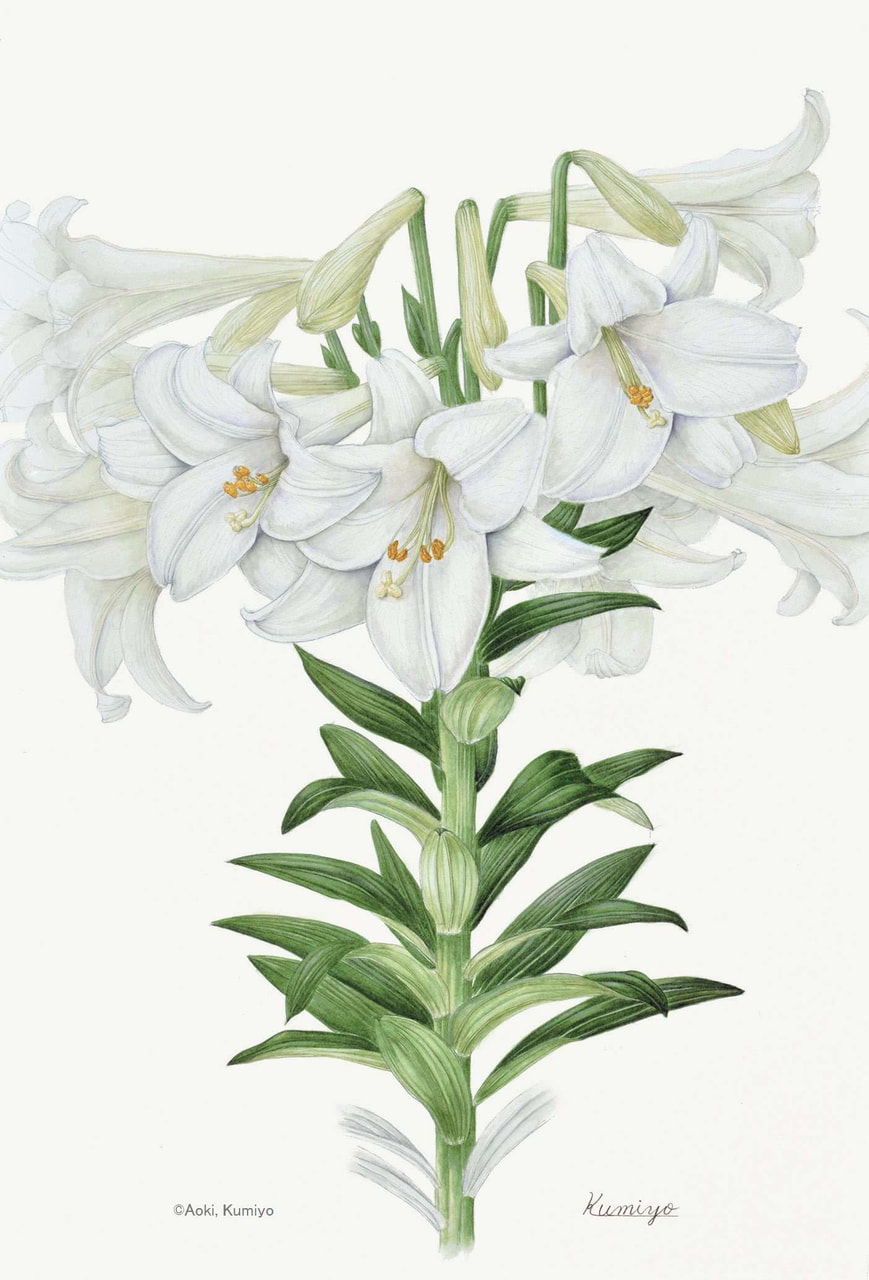 【青木久美代：テッポウユリ （ユリ科） Lilium longiflorum】