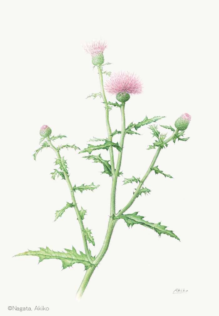 【永田昭子:テラオカアザミ (キク科) Cirsium japonicum cv.】