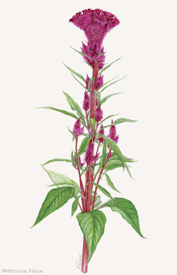 【松浦和江：トサカケイトウ （ヒユ科） Celosia cristata Cristata Group】