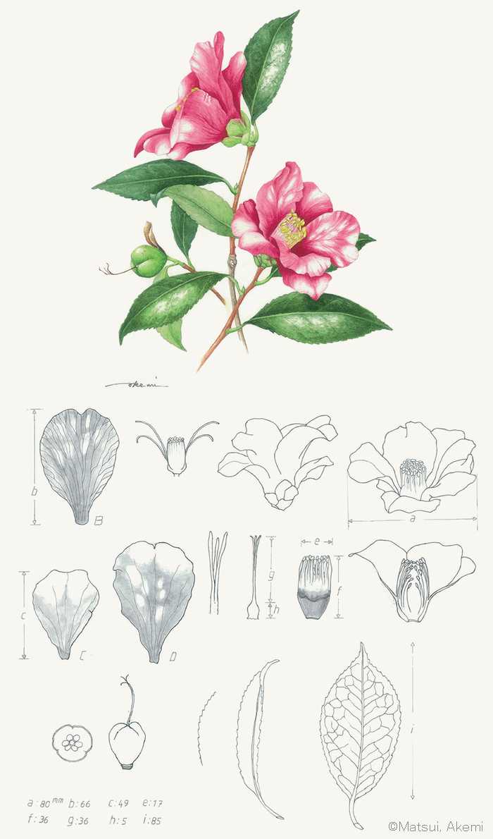 【まついあけみ：ツバキ‘蜀紅’（ツバキ科）Camellia japonica ‘Shokko’】