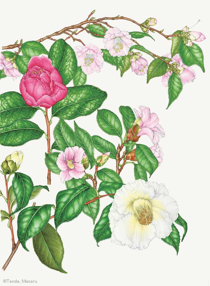 【丹田勝:ツバキ(ツバキ科)Camellia japonica cvs.】