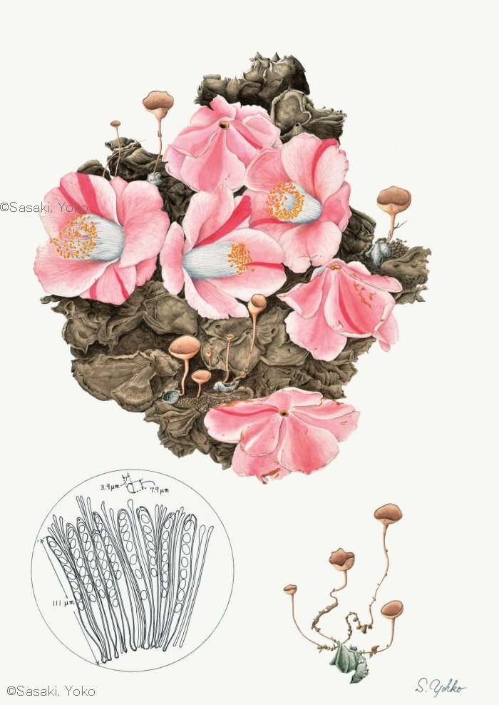 【佐々木容子：ツバキキンカクチャワンタケ （キンカクキン科）   Ciborinia camelliae 】