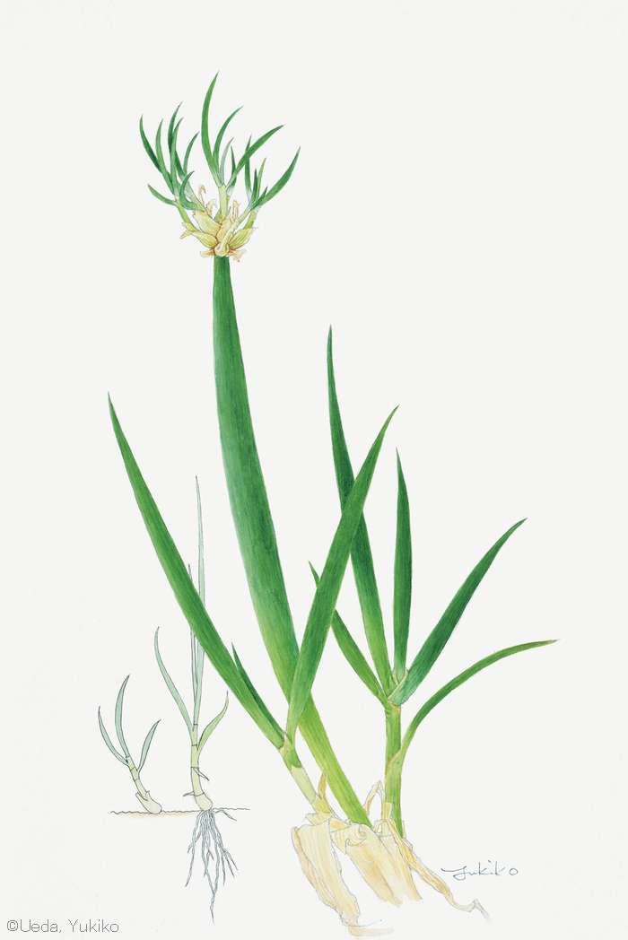 【植田由喜子：ヤグラネギ （ヒガンバナ科） Allium fistulosum var. viviparum】