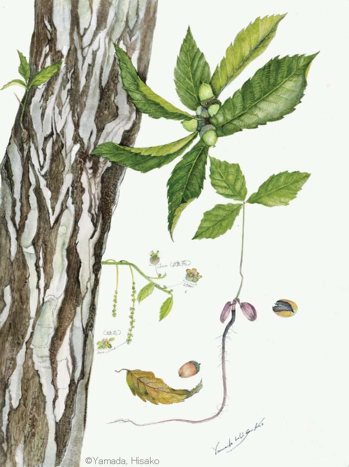 【山田ひさ子：コナラ （ブナ科） Quercus serrata var. serrata】