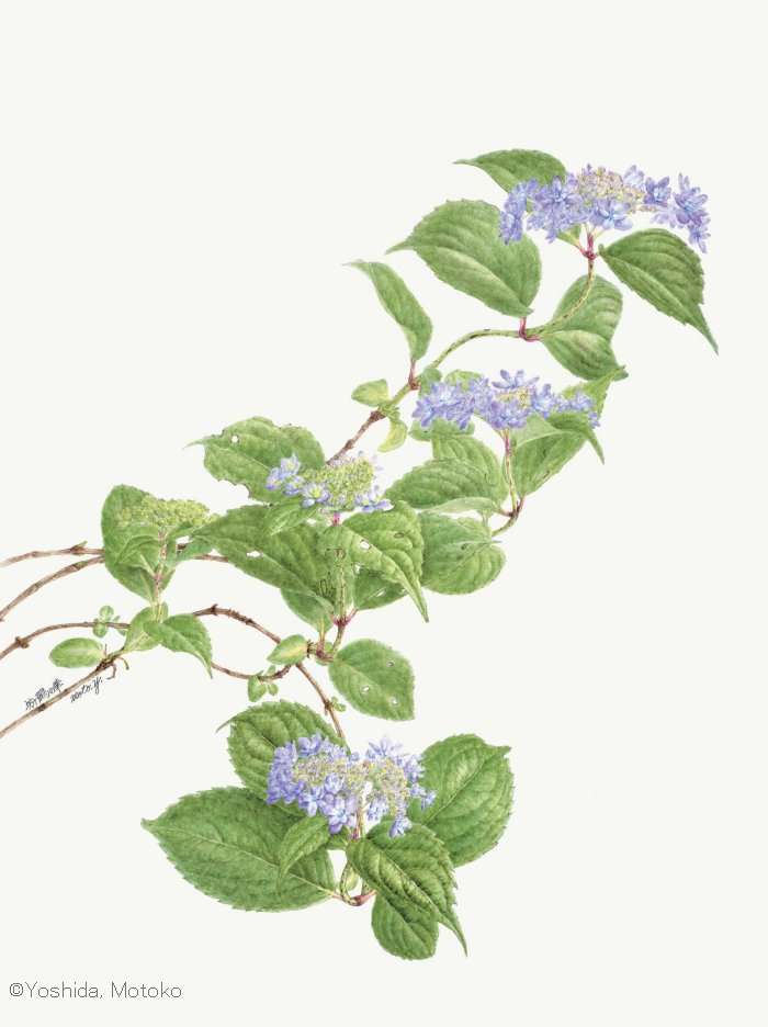 【吉田素子:ヤマアジサイ 坊ヶ鶴の華 (アジサイ科) Hortensia serrata var. serrata Bogatsuru-no-hana】