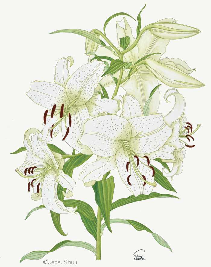 【植田修二:ユリ ‘カサブランカ’(ユリ科) Lilium ‘Casa Blanca’】