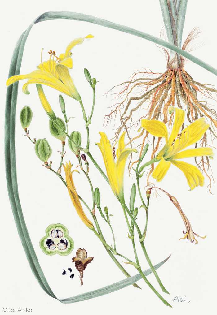 【伊東安希子：ユウスゲ （ワスレグサ科） Hemerocallis citrina var. vespertina】