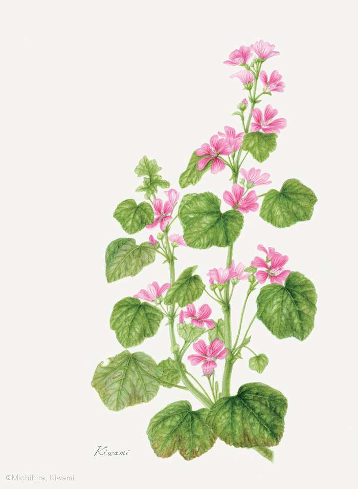 【道平きわみ:ゼニアオイ (アオイ科) Malva mauritiana 】
