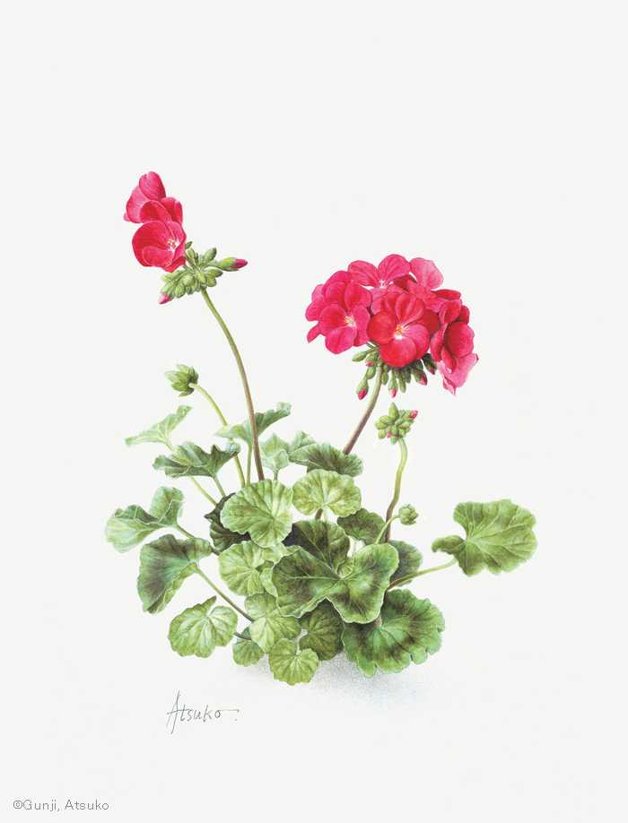 【郡司敦子： ゼラニウム （フウロソウ科） Pelargonium zonale cv.】